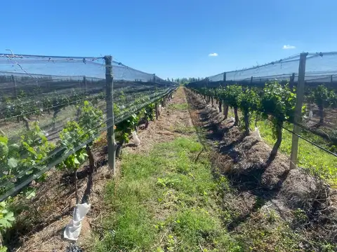 LISTA PARA PRODUCCION : FINCA VITIVINICOLA LISTAPARA COSECHAR EXITOS