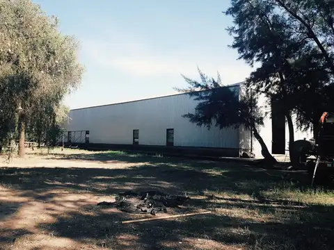 Lencke Vende - Campo en produccion de aceitunas - Capayan