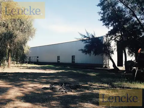 Lencke Vende - Campo en produccion de aceitunas - Capayan