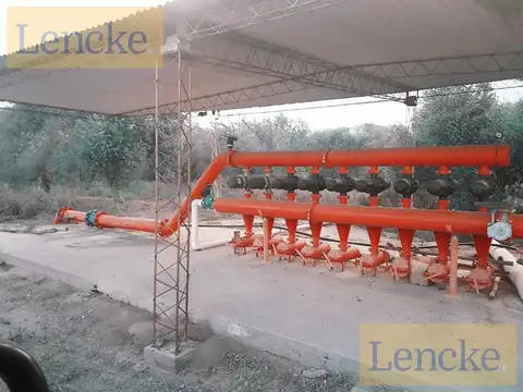 Lencke Vende - Campo en produccion de aceitunas - Capayan