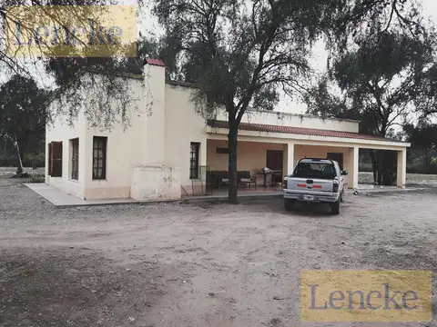 Lencke Vende - Campo en produccion de aceitunas - Capayan
