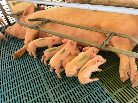 marcos paz granja cerdo