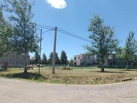 las calandrias