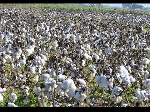 Campo en Logroño