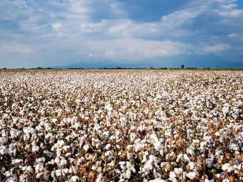 Campo en Logroño