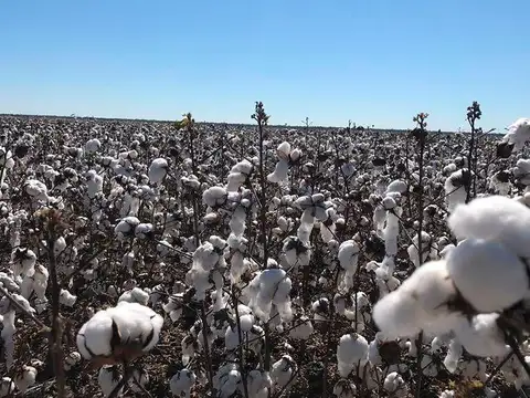 Campo en logroño