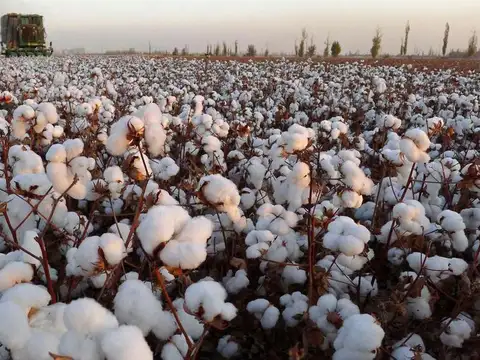 Campo con algodon en Logroño