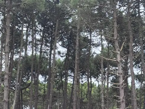 Terreno en Pinamar Norte barrio Bosques