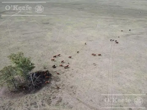 Campo Mixto de 141 Has en venta - Excelente acceso desde Ruta N° 29 - Ranchos