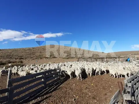Campo EL FOGON  Las Heras Santa Cruz