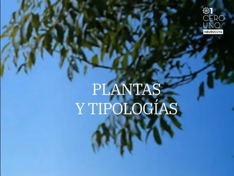 Vicente Flores 1500