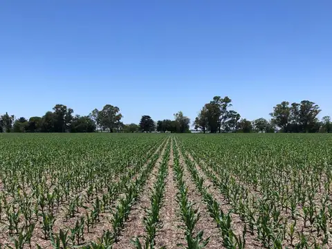 Campo de aptitud agrícola con 72 hectáreas en La Paz