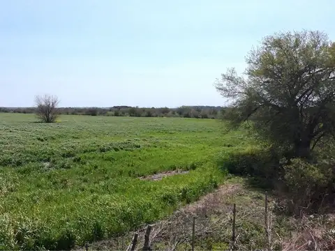 Campo de 9,1 has en Nogoyá