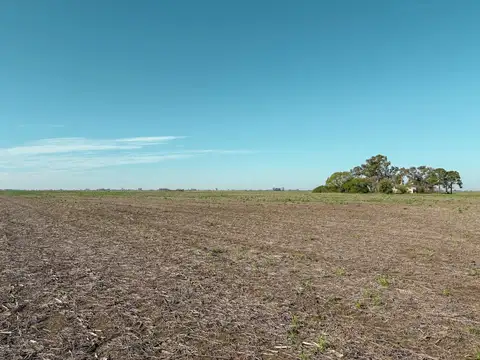 Campo de 38 hectareas en Fighiera con Suelo Clase 1 cerca de la Autopista