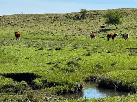 VENTA DE CAMPO GANADERO – 694 HAS. EN RIO NEGRO