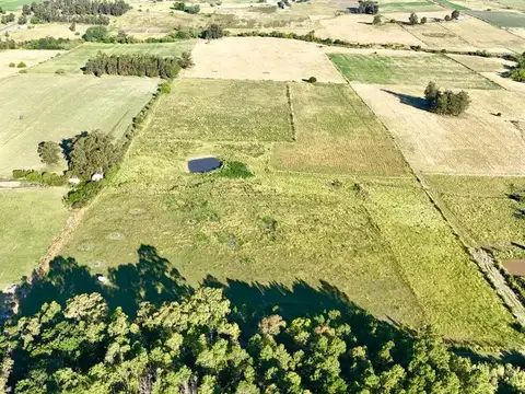 Alquil 14 hectáreas y media de campo San Jacinto