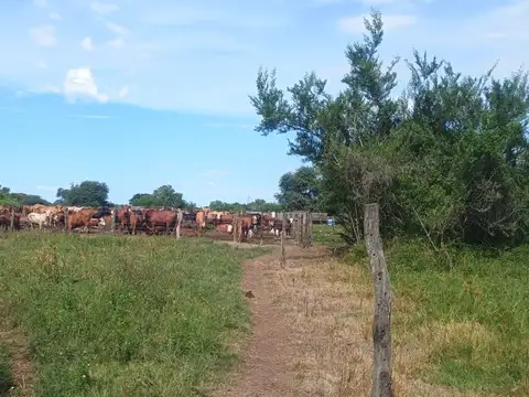 Camino rural