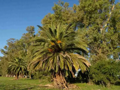 Los Eucaliptos S/N