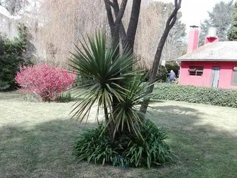 Platanos 100