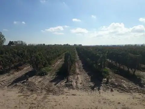 Bodega - Ugarteche