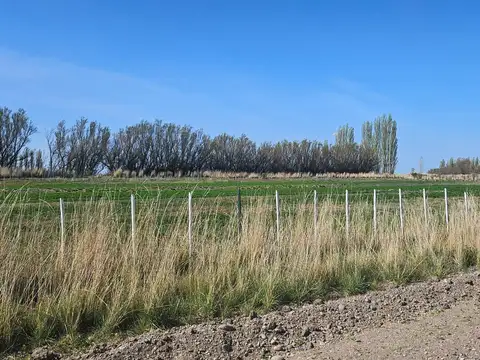 Chacra 40 has en Chubut \u002D Feed Lot con Excelentes Instalaciones \u002D Superficie 35 has