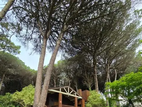 martineta 100