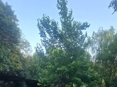 A 100metros del chumamaya