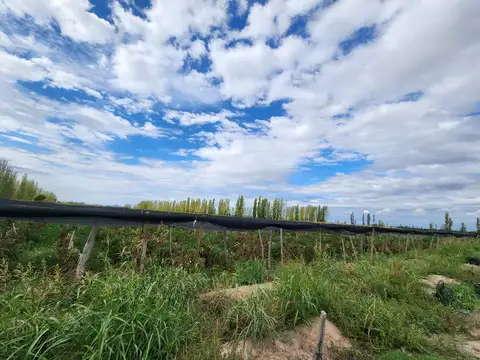 Finca en  Venta  80 hac con derecho de riego , pozos y cultivos