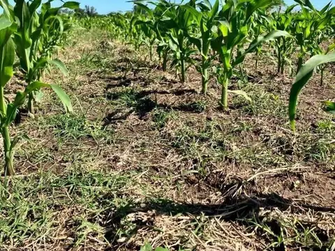 Campo en venta - 17 Hectáreas - Navarro