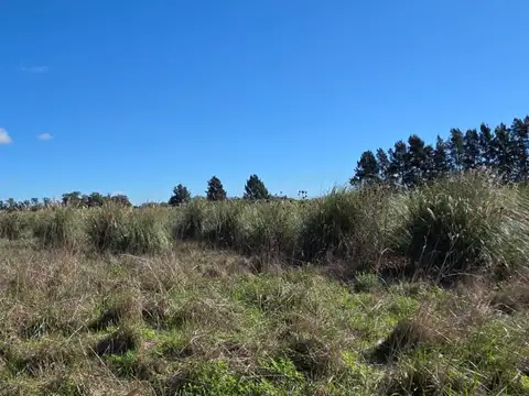 al 100