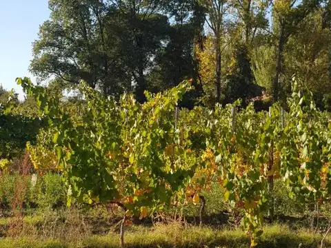Century 21 vende Finca en Vista Flores, Tunuyán, Mendoza