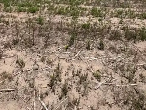 VENTA CAMPO 13 HECTAREAS ZONA VILLA ESQUIU