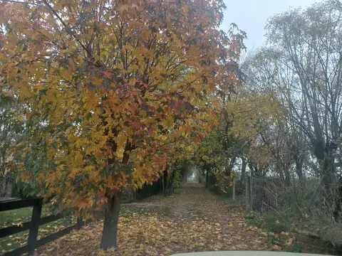 Rio Lujan