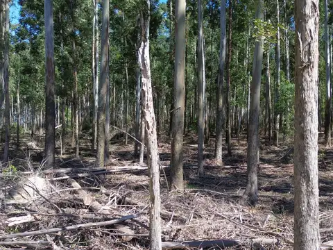 Campo en venta en Colonia Pando