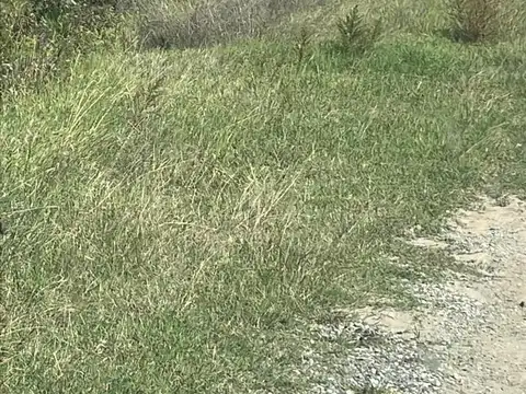 46 mixtas has  - Diaz