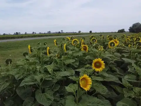 VENTA CAMPO AGRICOLA SOBRE RN 34