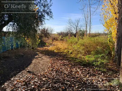 Oportunidad  Venta de 2 Fincas aledañas en Cañada Seca , San Rafael , Mendoza. Frutihorticola, Forra