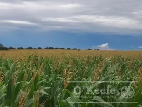 Campo en Venta de 76 has en Baradero