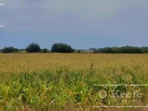 Campo en Venta de 76 has en Baradero. Mixto