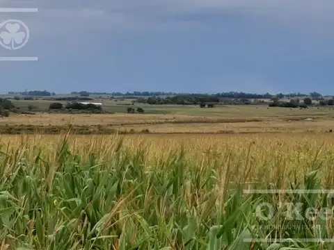 Campo en Venta de 76 has en Baradero. Mixto