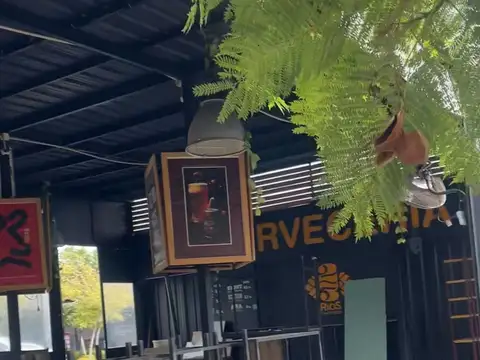 Local en Alquiler 8 años