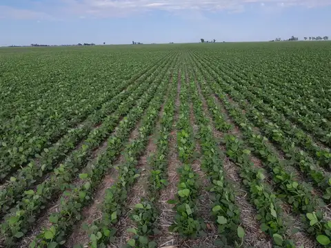 Excelente campo AGRÍCOLA