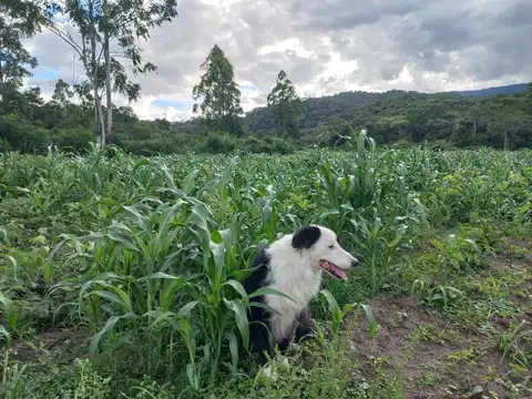 VENTA DE FINCA EN PALMA SOLA 45 HECTAREAS