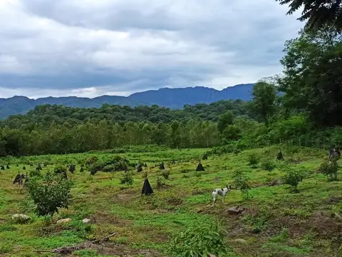 VENTA | DE FINCA EN PALMA SOLA 45 HA