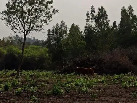 VENTA | DE FINCA EN PALMA SOLA 45 HA