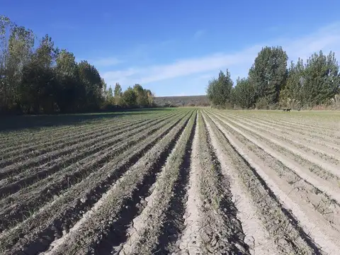 Finca de 4 Hectareas en Venta Tunuyán