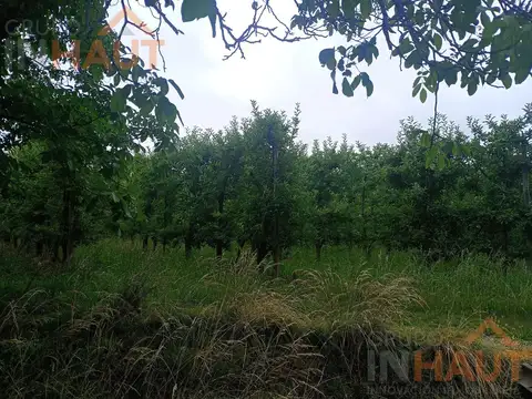 Chacra 21ha, en Mainque