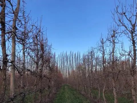 Chacra 21ha, en Mainque