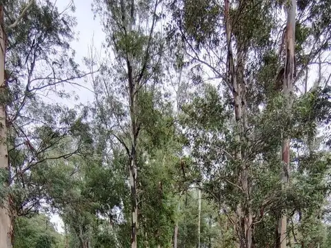 estancia la negrita