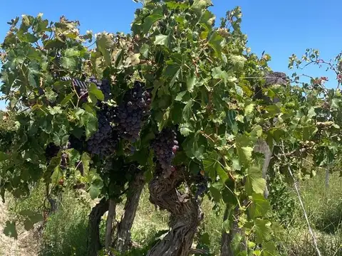 Carril Costa Canal Montecaseros s/n Montecaseros San Martin Mza